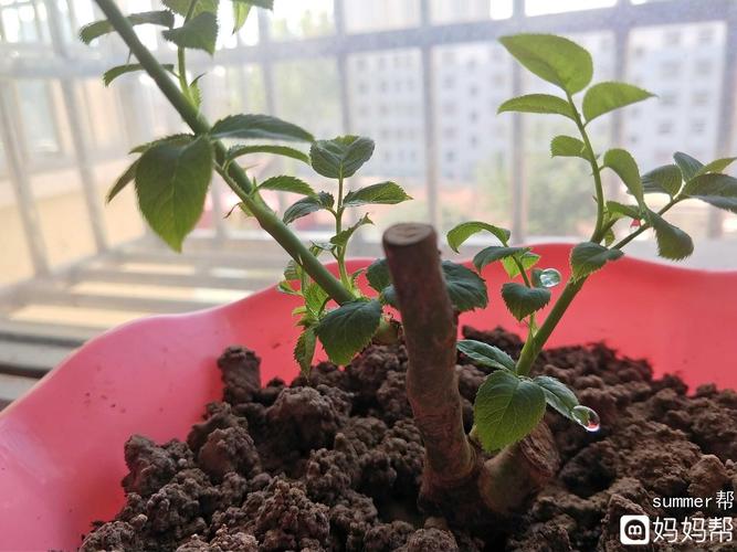 晶莹剔透的露珠,看着心情好好啊,没事种种花,静待宝宝