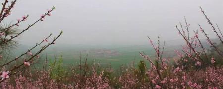 芈月山的玫瑰谷在哪里?南阳市淅川县毛堂乡银杏树沟村.