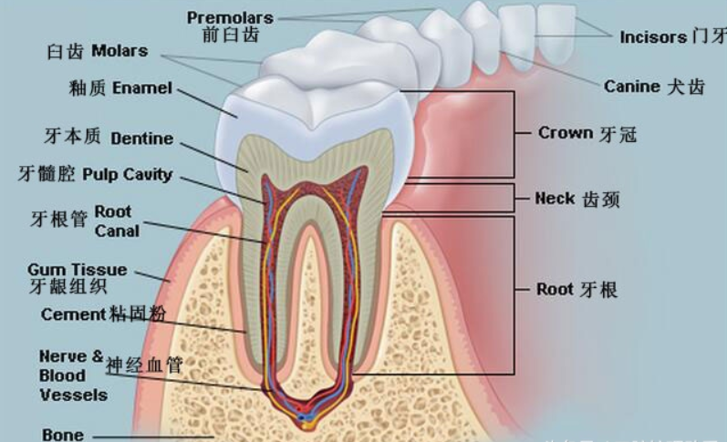 牙齿种类结构图解剖图牙齿的种类