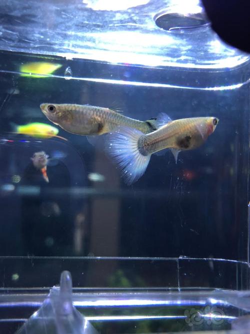 孔雀鱼要生了吗