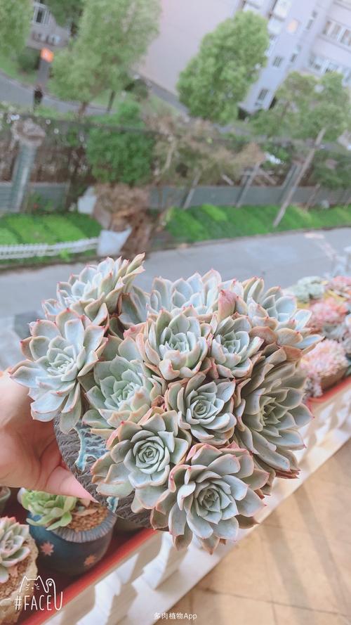 [表情126][表情126]不同地方收摞来的约瑟琳[表情6][表情6]