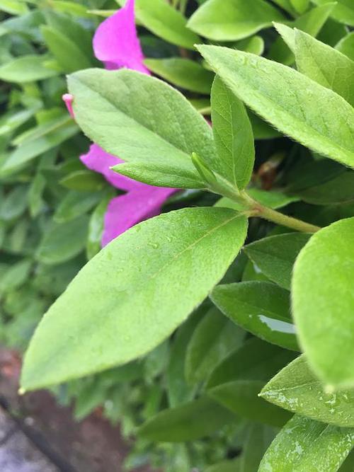 杜鹃花的叶子,背后紫色的杜鹃花反倒成.