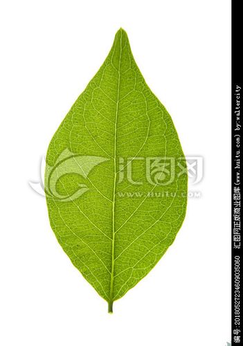 高清绿色叶子树叶