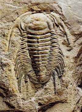 八郎海洋古生物化石群