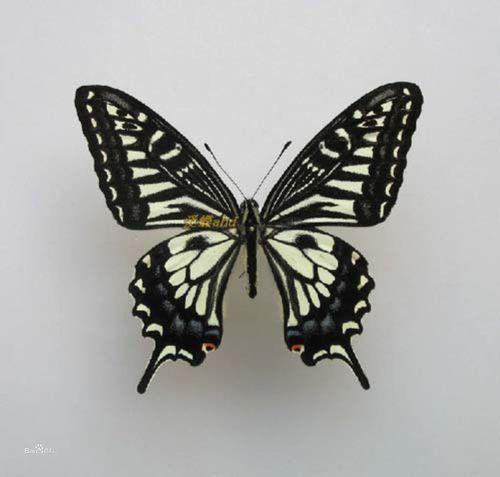 1简介柑橘凤蝶,又名橘黑黄凤蝶,橘凤蝶,黄菠萝凤蝶,黄檗凤蝶等.