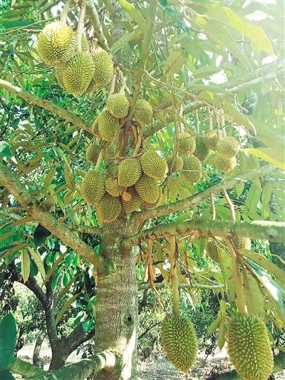 海南成功试种榴莲