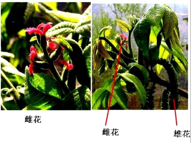 核桃树发芽 开花 结果