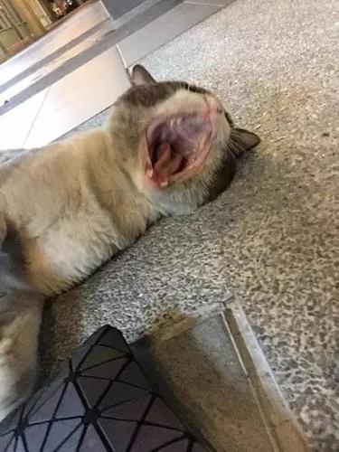 猫咪跑出去浪了一段时间回来后,见到铲屎的那一刻,直接就.