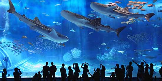 【海底两万里】德国七大水族馆