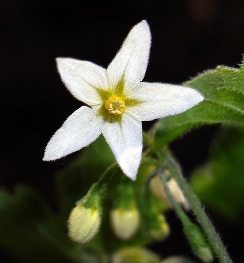 清晨6点左右,龙葵花绽开了笑脸,迎接它的伙伴们.