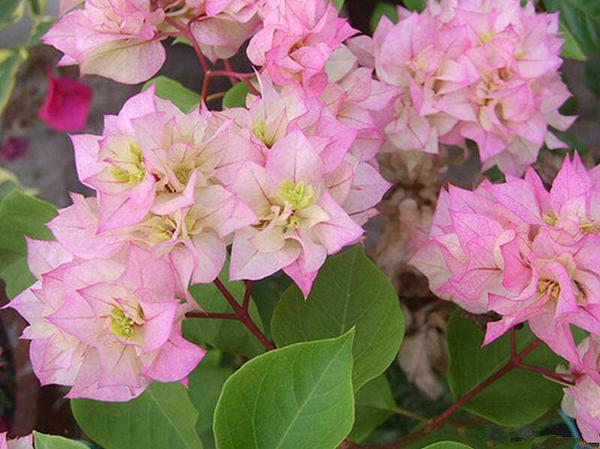 三角梅有哪些品种十个最漂亮三角梅品种