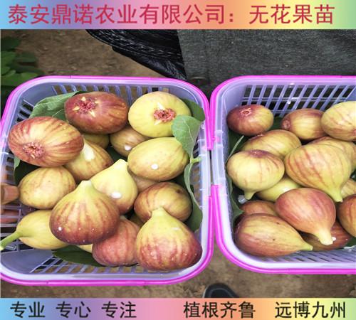 无花果怎么入冬斯特拉无花果苗多少钱青海