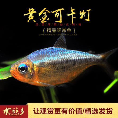 黄金可卡灯鱼南美进口f1白金霓虹帝王珍惜鱼