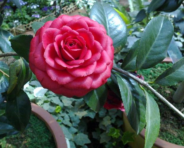 图为山茶科山茶花品种 你可以看看"赤丹"或是"大红袍"