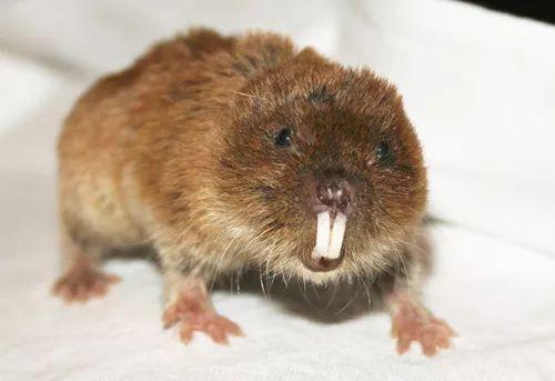 鼹形田鼠(ellobius talpinus)| 图片来源:wikipedia