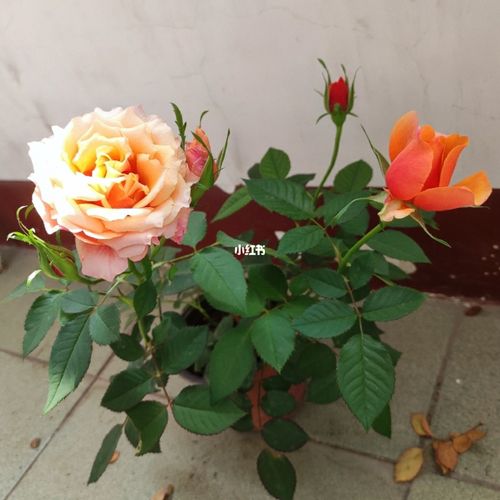 艾帕索终于开了,而且开的很美,不愧是月季老皇后_月季