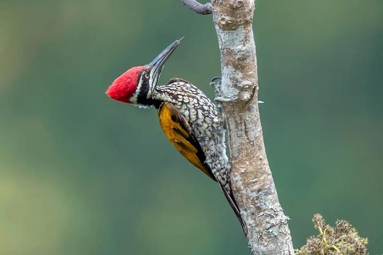 《林空山静啄愈响,行人举头飞鸟惊》_啄木鸟