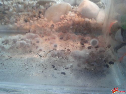 反硝化细菌的注意事项