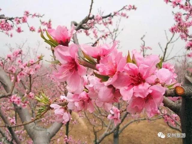 安州区周边乡村春游赏花路线出炉!