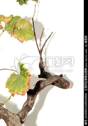 [正版商业] 禅意 葡萄树枝干原味遒劲质感