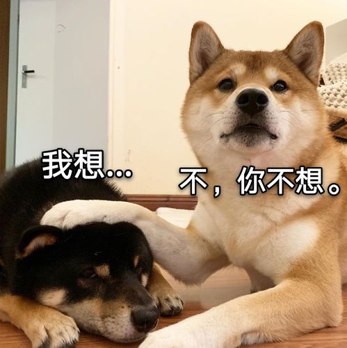 水| 一些实用的柴犬表情包