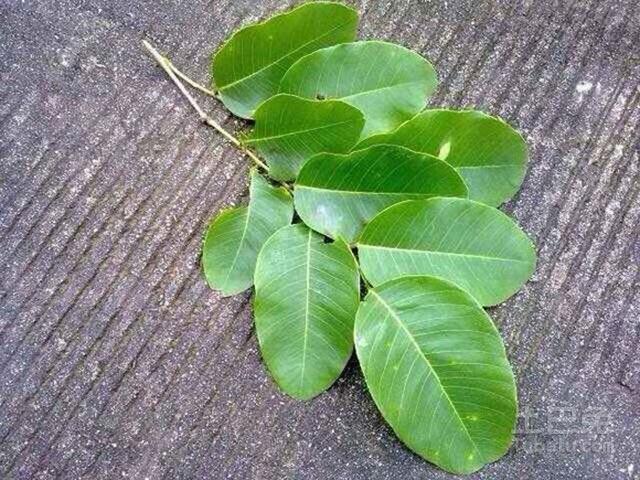 檀香树盆景的种植