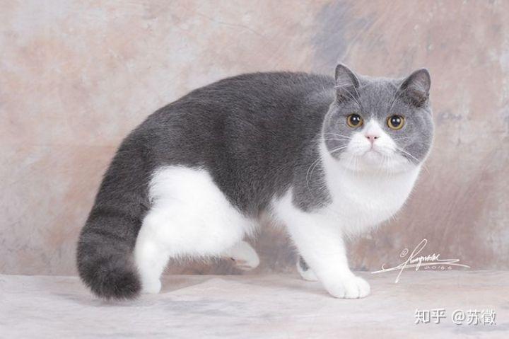 蓝猫这样算发腮吗?