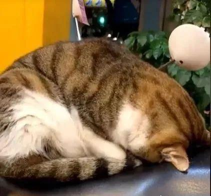 虔诚猫在机车垫上磕头膜拜靠近一看才发现原来猫咪是在