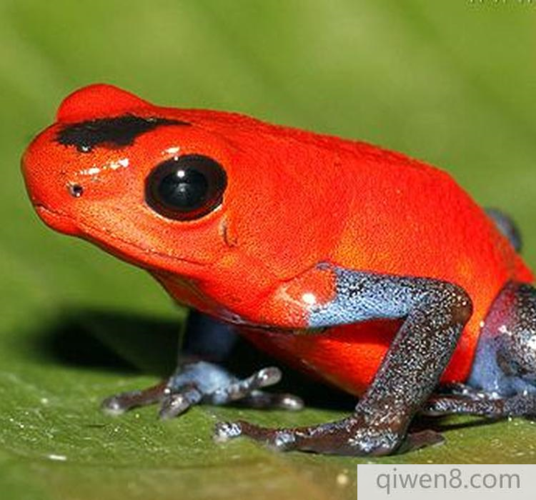世界上最毒的青蛙!