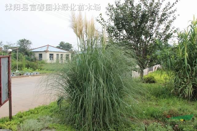 蒲苇蒲苇苗矮蒲苇蒲苇基地江苏地被植物