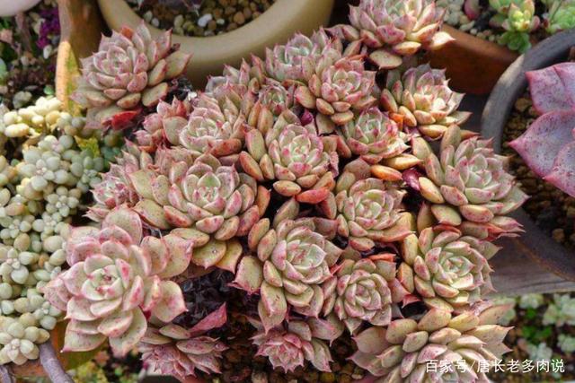 多肉奥利维亚和苯巴蒂斯长得很像?有些相似,但实际区别也挺大