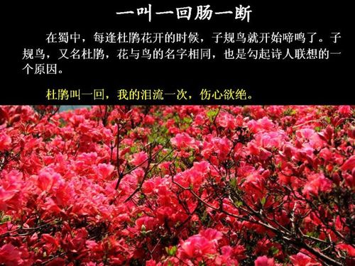 宣城见杜鹃花-古诗-赏析