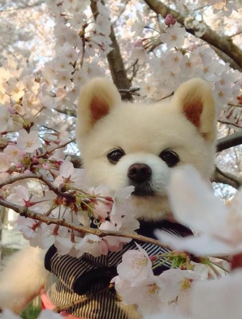 17张温暖可爱的狗狗照片,总有一张能治愈你的心