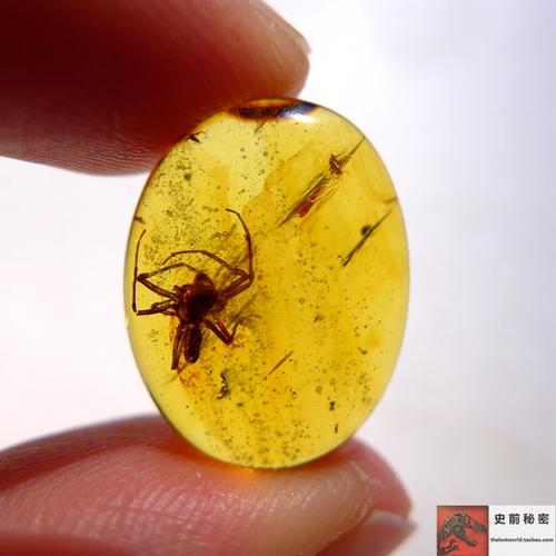 天然缅甸琥珀 精品虫珀 蜘蛛戒面