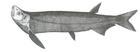 macrochirichthys  macrochirius