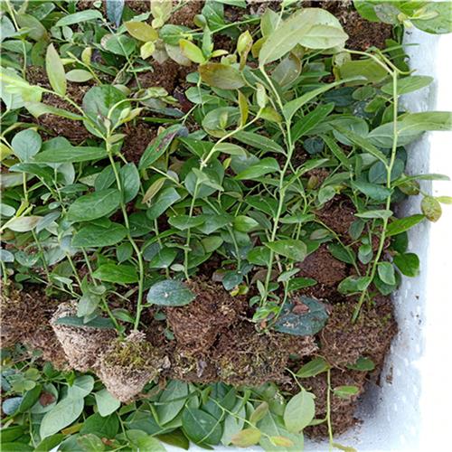 蓝莓苗哪家好蓝莓苗批发山东万恒丰蓝莓苗基地