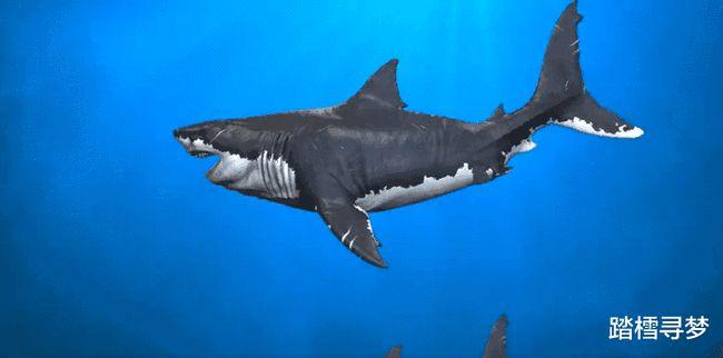 巨齿鲨比我们想象的大两倍|大白鲨|鲨鱼|灭绝|掠食者