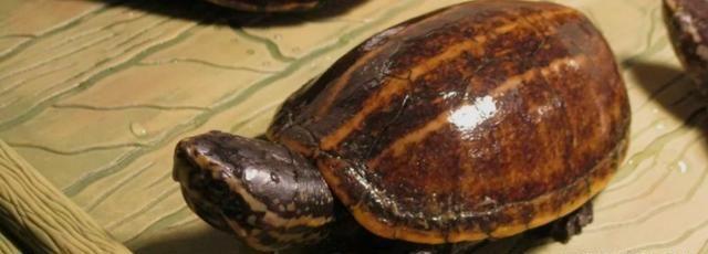 果核龟为什么贵