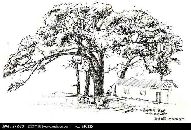 大樟树写生插画图片_图片_红动手机版