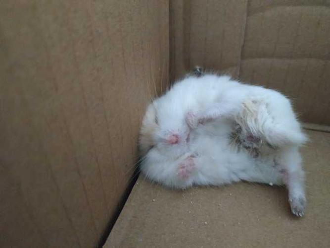 仓鼠死了尸体怎么处理比较好?