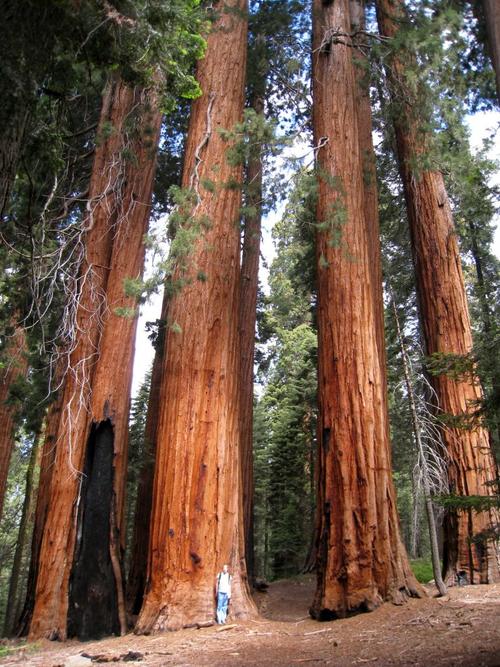 tallest tree on earth: redwood national and states park