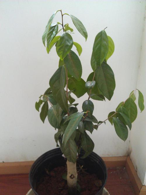 盆栽的茶花 叶子下垂,发黄,有些焉了. 怎么回事?