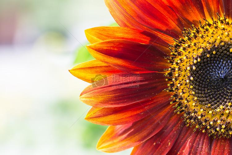 阳光灿烂的向日葵