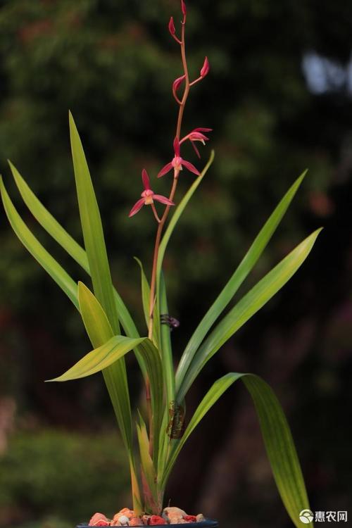 墨兰经典红花素心江山美人