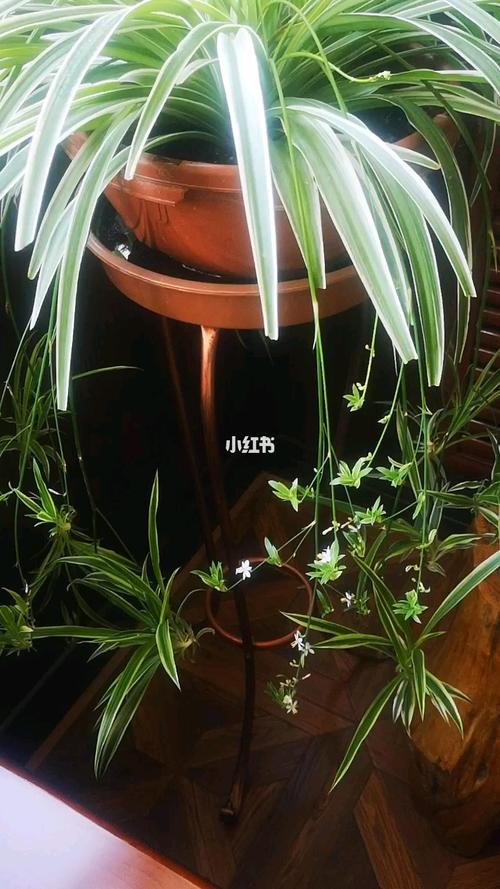 爆盆的金边吊兰_吊兰_养花_家居家装_家居装饰_花艺