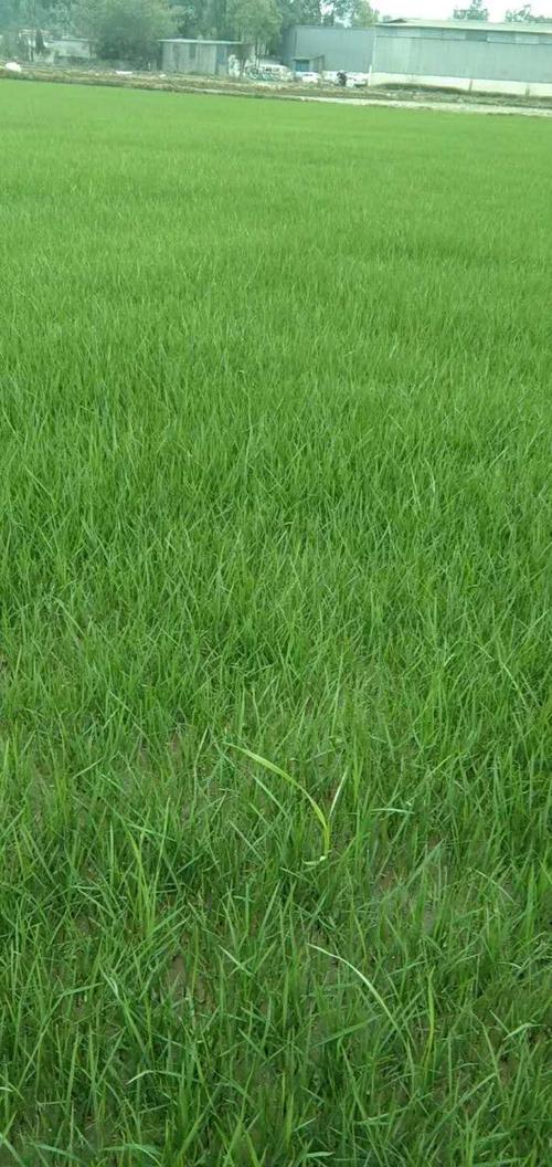 混播草坪大量批发 草坪基地自产自销