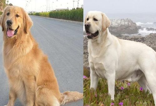 拉布拉多犬怎么辨别纯不纯的问题,应该从哪些方面看呢