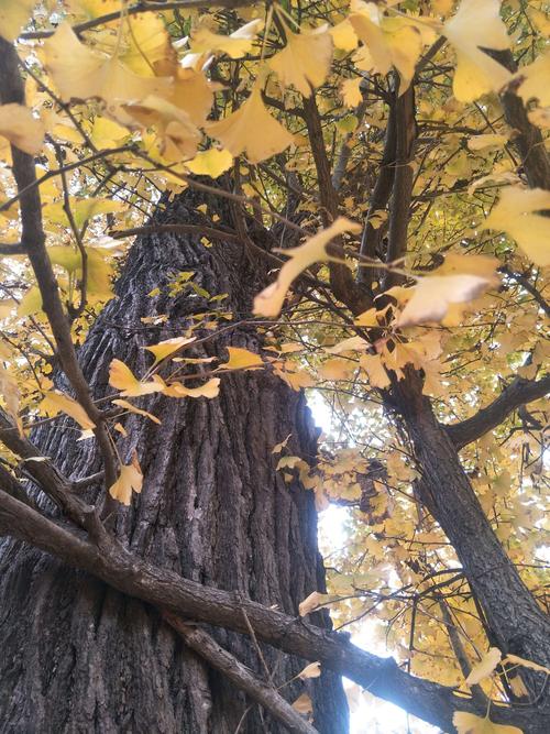 粗壮的银杏树直插云宵,枝干上金色的树叶挂满枝头,尤如身着黄袍的皇帝