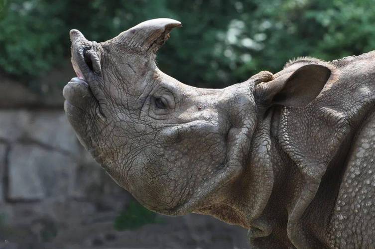 世界犀牛日 | 寻找"爱犀"的你