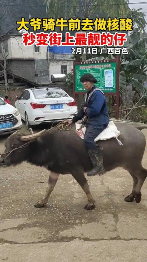 霸气外露广西百色一位大爷居然骑牛来做核酸检测